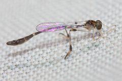 Leptopteromyia americana by (c) Ken-ichi Ueda, some rights reserved (CC BY), uploaded by Ken-ichi Ueda. Used under a CC-BY license.