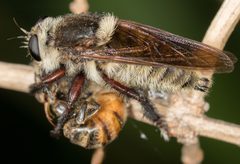 Mallophora fautrix by no rights reserved, uploaded by Jesse Rorabaugh. Used under a CC0 license.