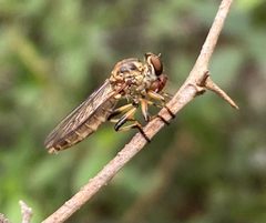 Ommatius bromleyi by (c) Tristan A. McKnight, some rights reserved (CC BY), uploaded by Tristan A. McKnight. Used under a CC-BY license.