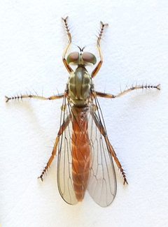 Ommatius pretiosus by (c) jimeckert49, some rights reserved (CC BY). Used under a CC-BY license.