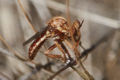 Parataracticus by (c) Ken-ichi Ueda, some rights reserved (CC BY), uploaded by Ken-ichi Ueda. Used under a CC-BY license.