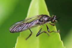Dioctria hyalipennis by (c) eebee, some rights reserved (CC BY), uploaded by eebee. Used under a CC-BY license.