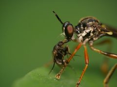 Dioctria hyalipennis by (c) Alexis Tinker-Tsavalas, some rights reserved (CC BY), uploaded by Alexis Tinker-Tsavalas. Used under a CC-BY license.