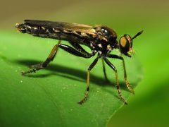 Eudioctria albius by (c) Katja Schulz, some rights reserved (CC BY). Used under a CC-BY license.