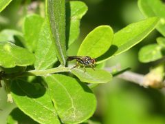 Eudioctria disjuncta by (c) eamonccorbett, some rights reserved (CC BY), uploaded by eamonccorbett. Used under a CC-BY license.