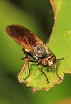 Eudioctria sackeni by (c) Judy Gallagher, some rights reserved (CC BY). Used under a CC-BY license.