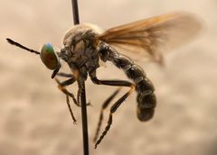 Taracticus ruficaudus by (c) Tristan A. McKnight, some rights reserved (CC BY), uploaded by Tristan A. McKnight. Used under a CC-BY license.