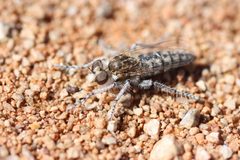 Ablautus rufotibialis by (c) Andrew Meeds, some rights reserved (CC BY), uploaded by Andrew Meeds. Used under a CC-BY license.