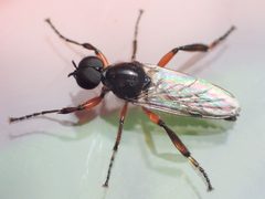 Bibio alienus by (c) Kristen Diesburg, some rights reserved (CC BY), uploaded by Kristen Diesburg. Used under a CC-BY license.