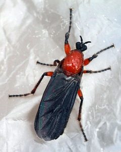 Bibio alienus by (c) Catherine C. Galley, some rights reserved (CC BY), uploaded by Catherine C. Galley. Used under a CC-BY license.