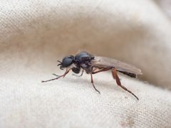 Bibio brunnipes by no rights reserved, uploaded by Ellyne Geurts. Used under a CC0 license.