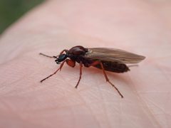 Bibio brunnipes by no rights reserved, uploaded by Ellyne Geurts. Used under a CC0 license.