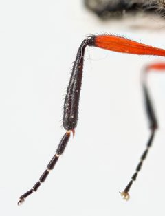 Bibio femoratus by (c) Christian Back, some rights reserved (CC BY), uploaded by Christian Back. Used under a CC-BY license.