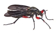 Bibio femoratus by (c) Christian Back, some rights reserved (CC BY), uploaded by Christian Back. Used under a CC-BY license.