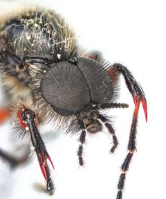 Bibio femoratus by (c) Christian Back, some rights reserved (CC BY), uploaded by Christian Back. Used under a CC-BY license.