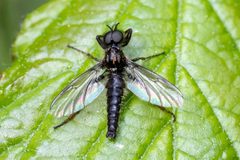 Bibio lanigerus by (c) Alexis Lours, some rights reserved (CC BY), uploaded by Alexis Lours. Used under a CC-BY license.