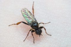 Bibio lanigerus by (c) Jack Forrester, some rights reserved (CC BY), uploaded by Jack Forrester. Used under a CC-BY license.