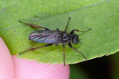 Bibio lanigerus by (c) Jack Forrester, some rights reserved (CC BY), uploaded by Jack Forrester. Used under a CC-BY license.