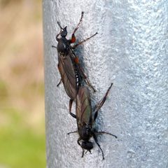 Bibio lanigerus by (c) Barry Walter, some rights reserved (CC BY), uploaded by Barry Walter. Used under a CC-BY license.