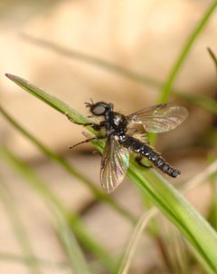 Bibio lanigerus by (c) portioid, some rights reserved (CC BY), uploaded by portioid. Used under a CC-BY license.
