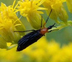 Dilophus spinipes by (c) Jennifer Harris, some rights reserved (CC BY), uploaded by Jennifer Harris. Used under a CC-BY license.