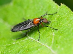 Dilophus spinipes by (c) Katja Schulz, some rights reserved (CC BY), uploaded by Katja Schulz. Used under a CC-BY license.