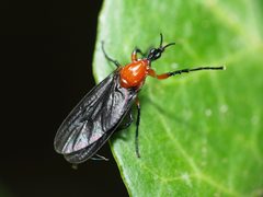 Dilophus spinipes by (c) Katja Schulz, some rights reserved (CC BY), uploaded by Katja Schulz. Used under a CC-BY license.