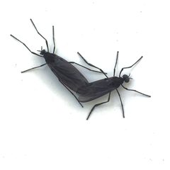 Penthetria heteroptera by (c) Michael K. Oliver, some rights reserved (CC BY), uploaded by Michael K. Oliver. Used under a CC-BY license.