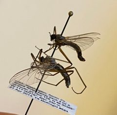Bibiocephala grandis by (c) Tristan A. McKnight, some rights reserved (CC BY), uploaded by Tristan A. McKnight. Used under a CC-BY license.