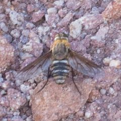 Exoprosopa parda by (c) Ken-ichi Ueda, some rights reserved (CC BY), uploaded by Ken-ichi Ueda. Used under a CC-BY license.