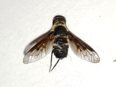 Chrysanthrax dispar by (c) Arturo Santos, some rights reserved (CC BY), uploaded by Arturo Santos. Used under a CC-BY license.