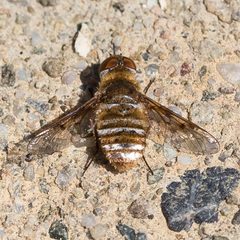Lepidanthrax arnaudi by (c) Ken-ichi Ueda, some rights reserved (CC BY), uploaded by Ken-ichi Ueda. Used under a CC-BY license.