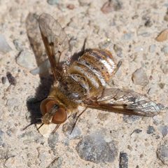 Lepidanthrax arnaudi by (c) Ken-ichi Ueda, some rights reserved (CC BY), uploaded by Ken-ichi Ueda. Used under a CC-BY license.