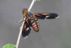 Poecilanthrax effrenus by (c) Cody Stricker, some rights reserved (CC BY), uploaded by Cody Stricker. Used under a CC-BY license.
