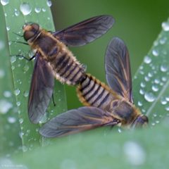 Poecilanthrax lucifer by (c) Ken-ichi Ueda, some rights reserved (CC BY), uploaded by Ken-ichi Ueda. Used under a CC-BY license.