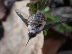 Bombylius anthophilus by (c) Mary Krieger, some rights reserved (CC BY), uploaded by Mary Krieger. Used under a CC-BY license.