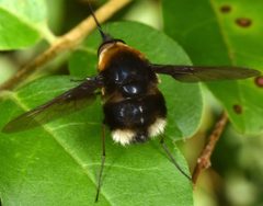 Bombylius varius by (c) skitterbug, some rights reserved (CC BY), uploaded by skitterbug. Used under a CC-BY license.