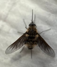 Triploechus novus by (c) Rachel Allingham, some rights reserved (CC BY), uploaded by Rachel Allingham. Used under a CC-BY license.