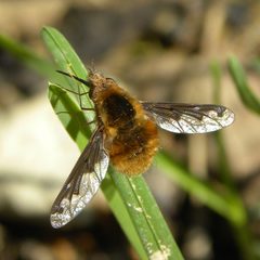 Bombylius major by (c) M. Whitson, some rights reserved (CC BY), uploaded by M. Whitson. Used under a CC-BY license.