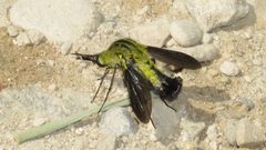 Lepidophora lutea by (c) Dan MacNeal, some rights reserved (CC BY), uploaded by Dan MacNeal. Used under a CC-BY license.