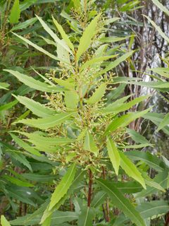 Lomatiinae by (c) Leon Perrie, some rights reserved (CC BY), uploaded by Leon Perrie. Used under a CC-BY license.