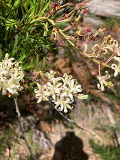 Lomatiinae by (c) krumpianking, some rights reserved (CC BY). Used under a CC-BY license.