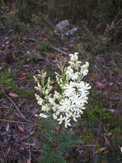 Lomatiinae by (c) Geoff Shuetrim, some rights reserved (CC BY), uploaded by Geoff Shuetrim. Used under a CC-BY license.