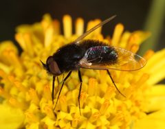 Lordotus divisus by (c) jcowles, some rights reserved (CC BY), uploaded by jcowles. Used under a CC-BY license.