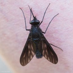 Thevenetimyia muricata by (c) Ken-ichi Ueda, some rights reserved (CC BY), uploaded by Ken-ichi Ueda. Used under a CC-BY license.
