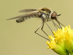 Thevenetimyia speciosa by (c) Katja Schulz, some rights reserved (CC BY). Used under a CC-BY license.