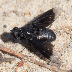 Thyridanthrax atratus by (c) Ken-ichi Ueda, some rights reserved (CC BY), uploaded by Ken-ichi Ueda. Used under a CC-BY license.