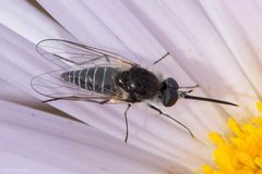 Usiinae by (c) Ken-ichi Ueda, some rights reserved (CC BY), uploaded by Ken-ichi Ueda. Used under a CC-BY license.