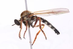 Cophura vitripennis by (c) Chris Ratzlaff, some rights reserved (CC BY), uploaded by Chris Ratzlaff. Used under a CC-BY license.