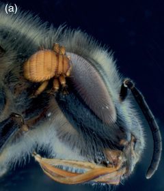 Braulidae by (c) 
Thies H. Büscher,Dennis S. Petersen,Nienke N. Bijma,Fabian Bäumler,Christian W. W. Pirk,Sebastian Büsse,Lars Heepe,Stanislav N. Gorb, some rights reserved (CC BY). Used under a CC-BY license.